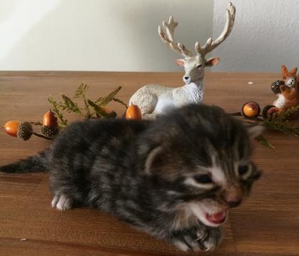Typvolle Norwegische Waldkatzen Babys mit viel Fell, Lux Pinsel, FIFFe Papiere, Im