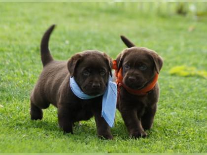 Wunderschöne Labradorwelpen mit Papieren