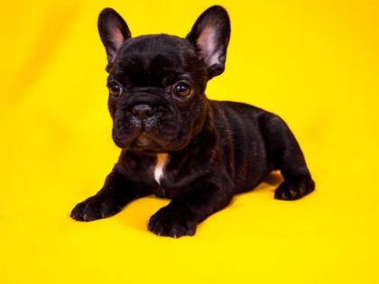 Französische Bulldoggewelpe, männl. , blue-tan, blau-tan