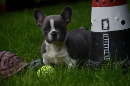 Französisch bulldog Welpen mit Papieren