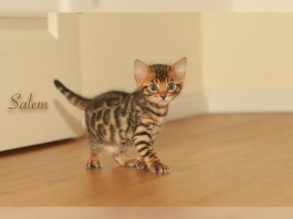 Bengal Kitten