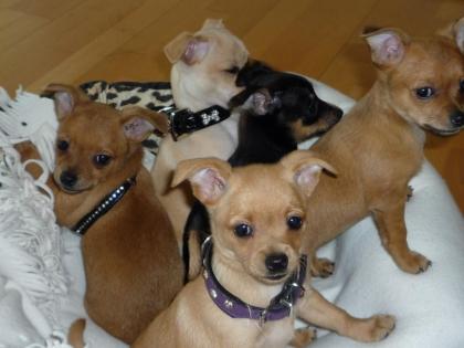 Chihuahua Welpen mit Ahnentafel, gechipt und geimpft