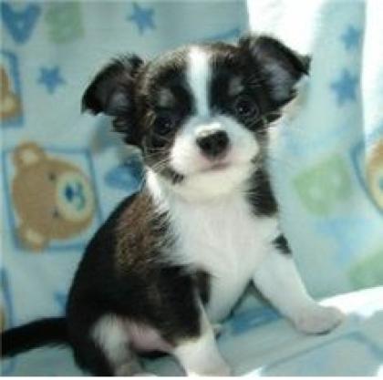 Super mini Chihuahua Welpen
