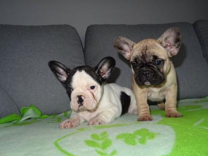 Französische bulldog welpen