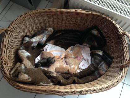6 großartige Rote Kitten / Katzenbabys zu vermitteln 120, - VB