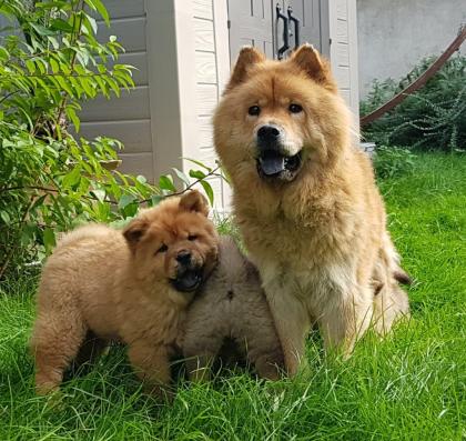 Chow Chow Welpen - kleine Löwen in rot