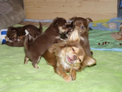 Zuckersüße Chihuahua Welpen in schoko-tan Langhaar