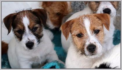 Jack Russell Welpen