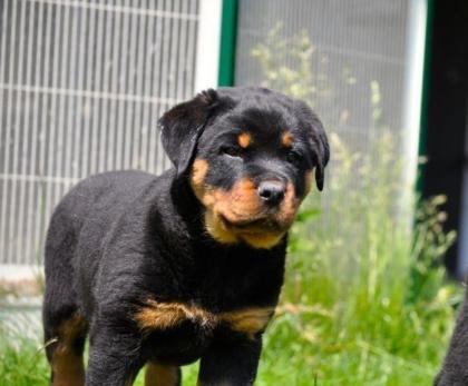 Reine Rasse Pedigree Rottweiler Welpen