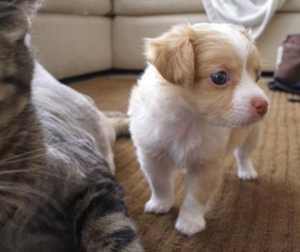 8 Wochen Bildschöne Mini Chihuahua Welpen