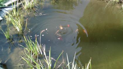 Goldfische in allen Größen abzugeben