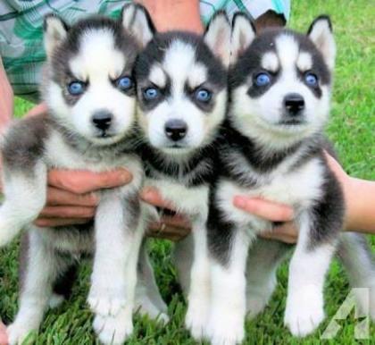 Siberian Husky Welpen