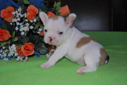 Französische Bulldoggen Welpen