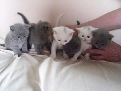 Britisch Kurzhaar Katzen Kätzchen