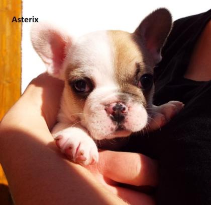 Französische Bulldoggen Welpen männlich
