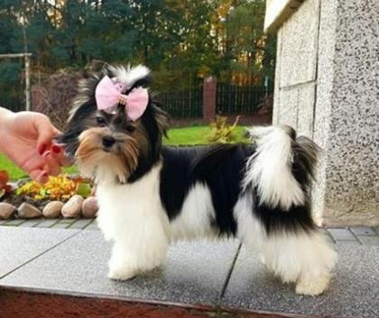 Süße Yorkshire-Terrier / Yorkie-Welpen zu verkaufen