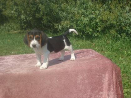 Verspielte reinrassige Beaglewelpen suchen ab 02. 11. 2021 ein liebes neues zu Hau