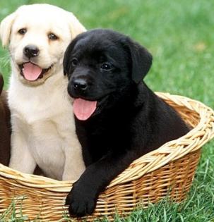Haus ausgebildete Labrador Welpen