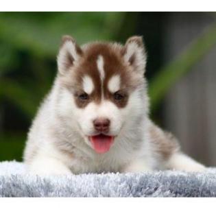 Sibirischer Husky Welpen in verschiedenen Farben
