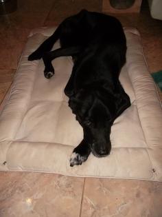 Schäferhundmix Senior sucht dringend Zuhause