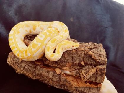 Tiegerpytonweibchen albino