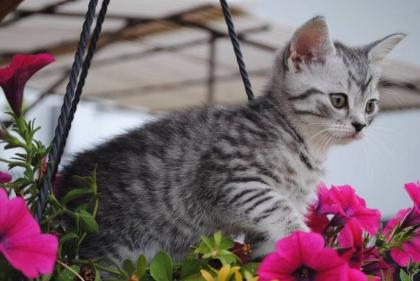 BKH Silber Tabby Classic mit Stammbaum