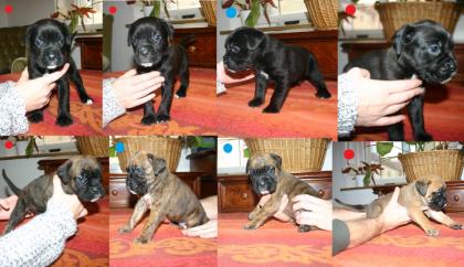 Boxer / Doggen Mix Welpen