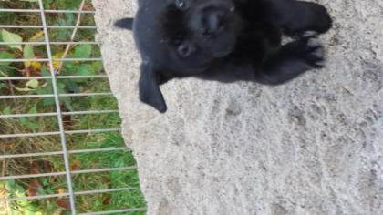 Labrador Welpen