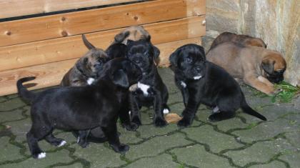 Boxer / It. Dogge Mix Welpen