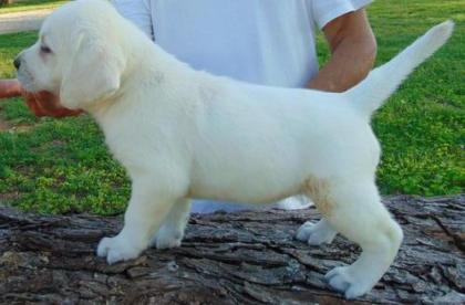 Zuckersüße Labradorwelpen