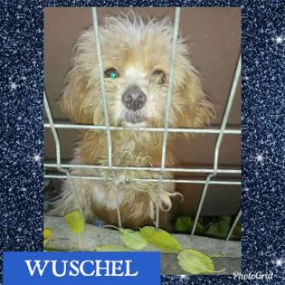 Hunde suchen ein schönes Heima