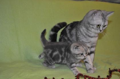 BKH - BABYS Whiskaslook grau-getiegert
