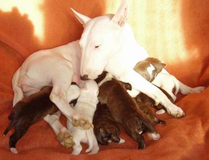 Wunderschöne Miniatur Bullterrier Welpen