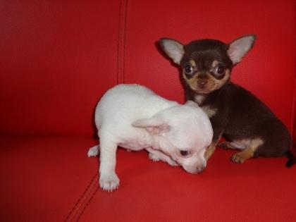 MINI CHIHUAHUA WELPEN