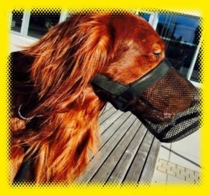 DOGGYSANY Giftköderschutz für Hunde, das ORIGINAL