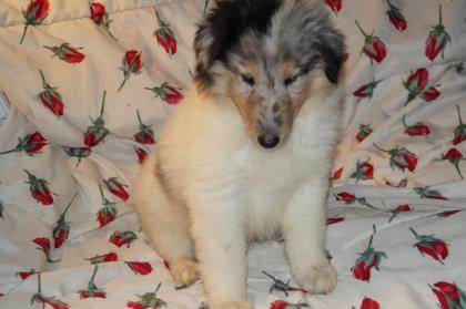 Colliewelpen