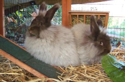 Deutsche Angora-Kaninchen havanna
