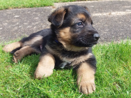 Deutscher Schäferhund Welpen Reinrassige Welpen