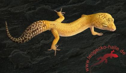 Leopardgecko Männchen
