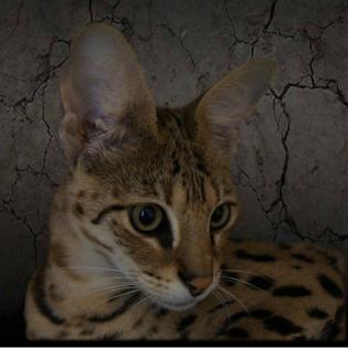Savannah Kitten F4 F2 available/ abzugeben