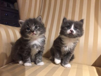 Maine Coon Kitten mit Stammbaum