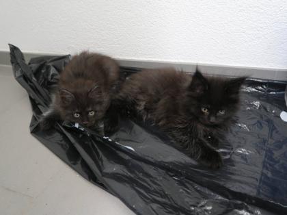 Reinrassige Maine Coon Kitten mit Stammbaum abzugeben.