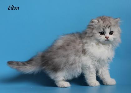 Exclusives Britisch Langhaar Kitten in SilverShadedBicolour
