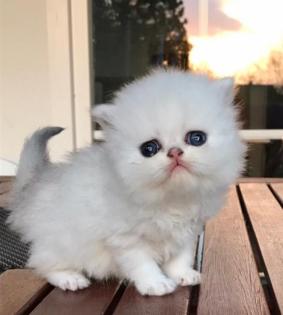 Pure persian Mädchen sind reinrassig, sehr lieb und gesund