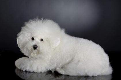 Bichon Frise Welpe für Zuhause