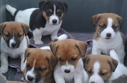 Mooie jack russell pups