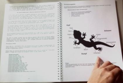 Buch PAROEDURA PICTA Großkopfgeckos mit einzigartigen Fakten