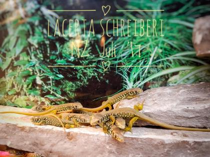 Iberische Smaragdeidechse, Lacerta schreiberi, NZ 2021