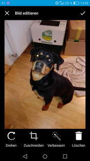 Rottweiler Hündin