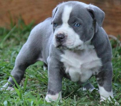 Reinrassiger American Pitbull